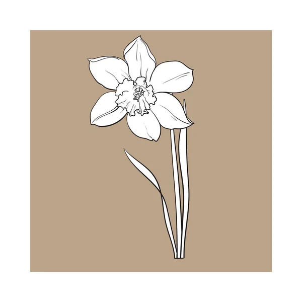 Ενιαίο κίτρινο ασφόδελος, Νάρκισσος λουλούδι άνοιξη με στέλεχος και φύλλα — Διανυσματικό Αρχείο