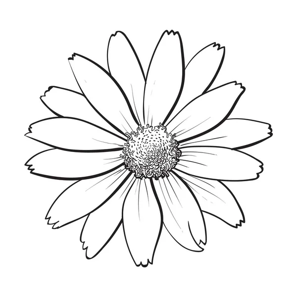 Nyissa meg a heliopsis virág, felülnézet, vázlat stílusú vektoros illusztráció elszigetelt — Stock Vector