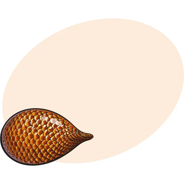 Salak tropical entier non pelé, non coupé, fruits du serpent en position horizontale — Image vectorielle