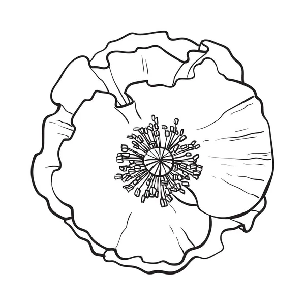 Otevřené heřmánkový květ, pohled shora, Načrtněte styl vektorové ilustrace — Stockový vektor