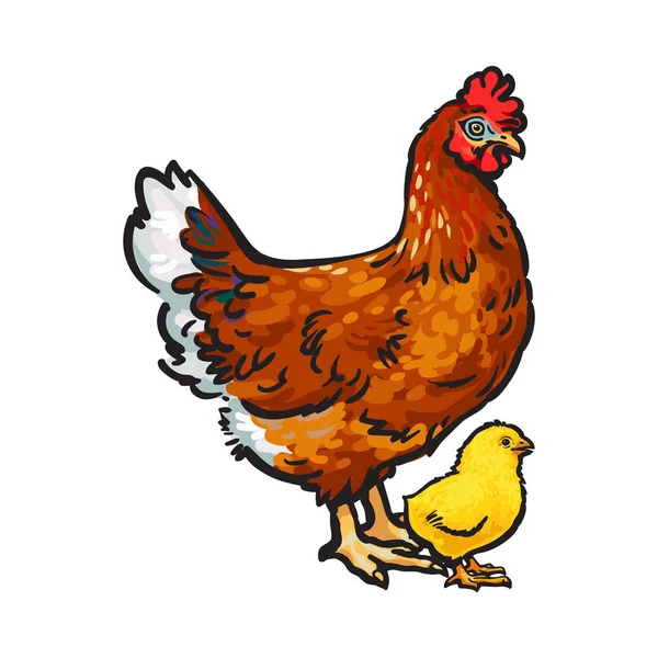 Kézzel rajzolt barna tyúk és a kis sárga újszülött csirke — Stock Vector