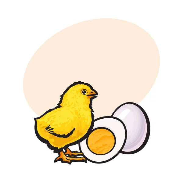 Маленька курка з вареним, очищеним яйцем, цілим і нарізаним навпіл — стоковий вектор