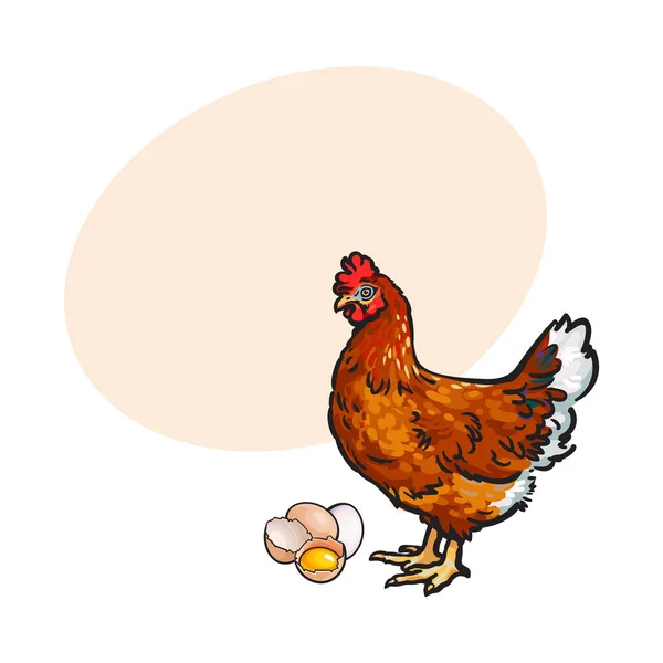 母鸡、 鸡肉和鸡蛋-完整和破碎的一半 — 图库矢量图片