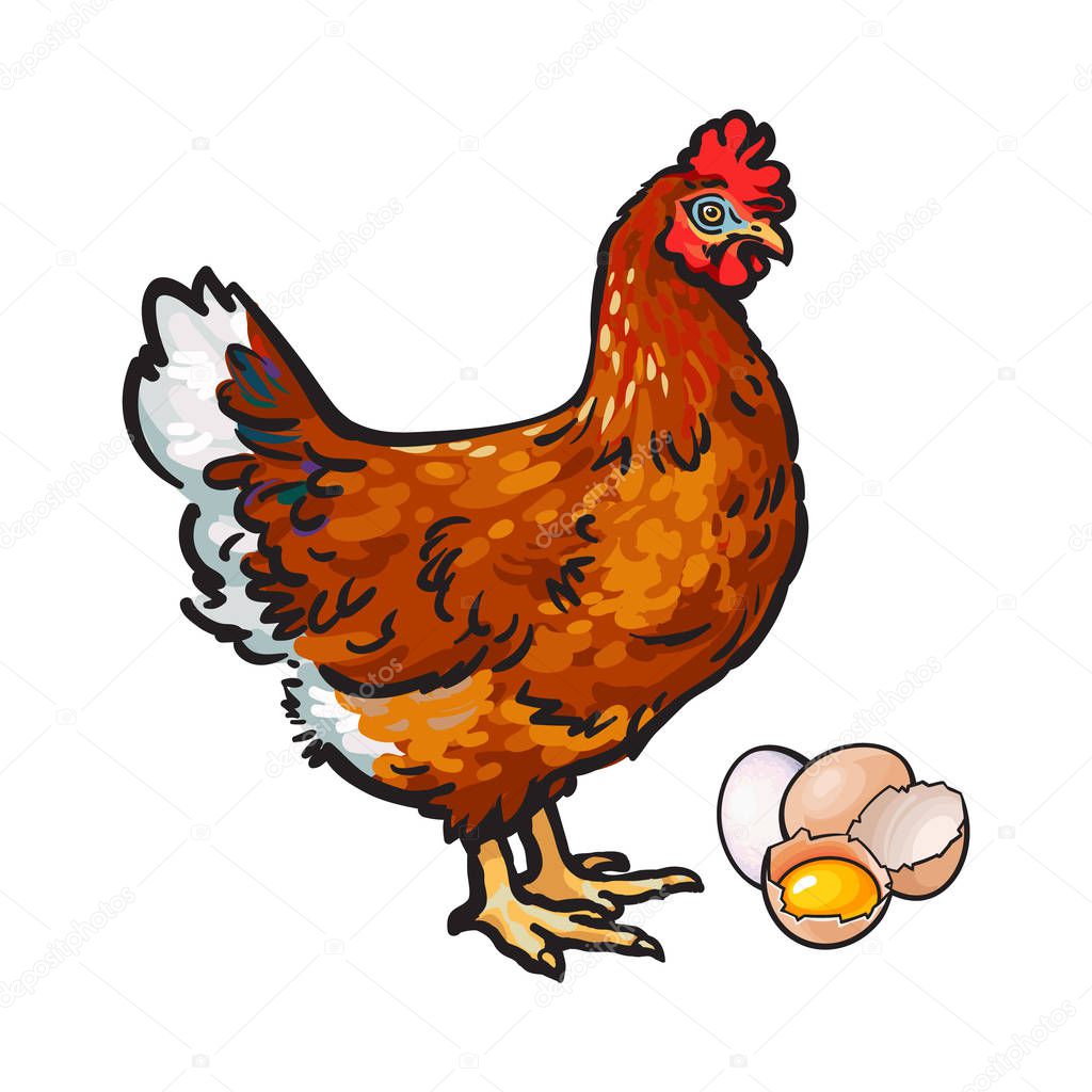 Hen, chicken and eggs whole and broken in half — Stock Vector