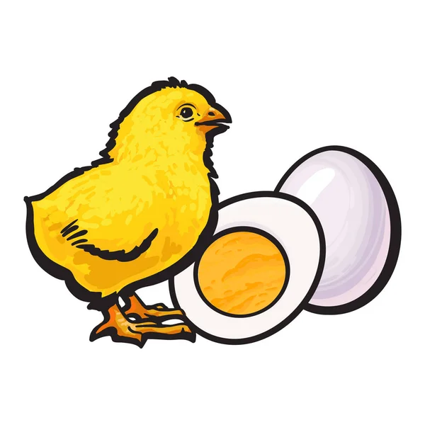 Beetje kip met gekookte, gepelde ei, geheel en gesneden in de helft — Stockvector