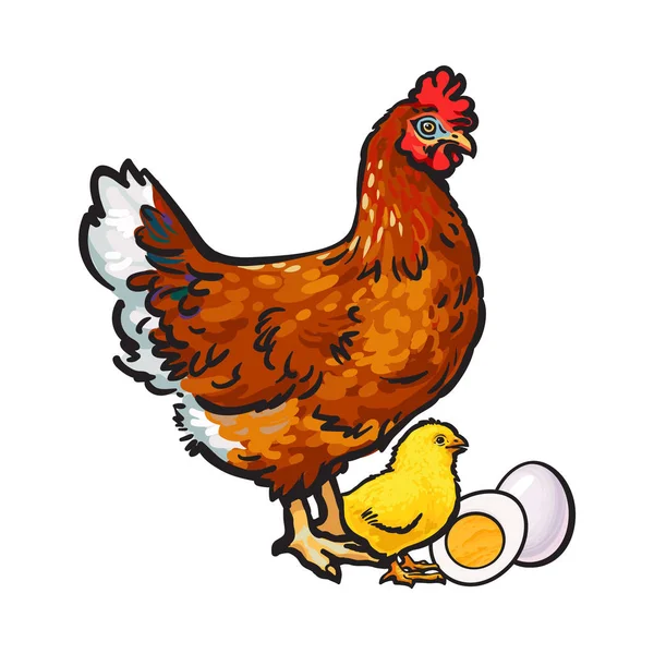 Kézzel rajzolt barna tyúk, kis csirke és hámozott, főtt tojás — Stock Vector