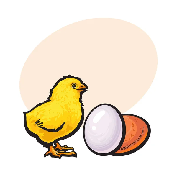 Pollo neonato e uovo marrone intero, illustrazione vettoriale schizzo — Vettoriale Stock
