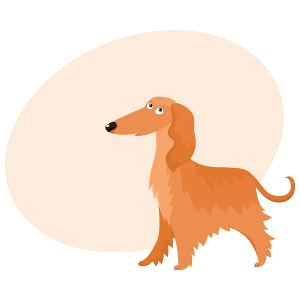 Sevimli uzun saçlı Afgan Tazısı köpek karakteri, karikatür vektör çizim — Stok Vektör
