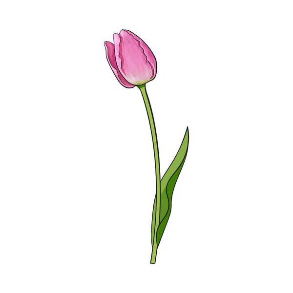 Dessiné à la main de la vue de côté rose fleur de tulipe — Image vectorielle