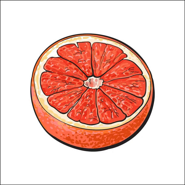 Hälfte reife rosa Grapefruit, rote Orange, Skizzenvektorillustration — Stockvektor