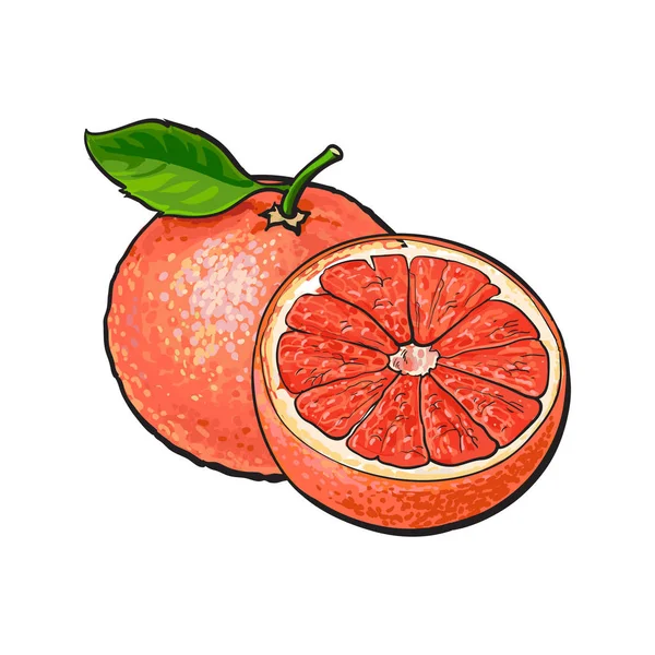 Whole and half unpeeled ripe pink grapefruit, sketch vector illustration — Stock Vector
