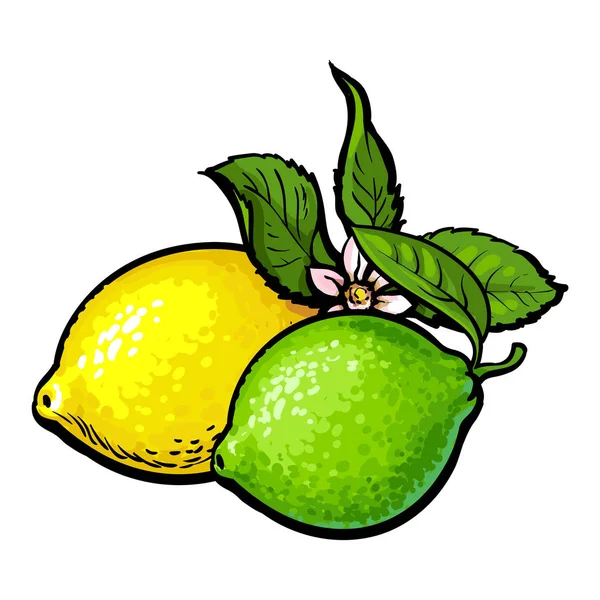 Whole shiny lime and lemon with fresh green leaf — Stock Vector