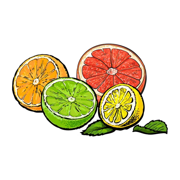 Mitades de naranja, pomelo, lima y limón, ilustración dibujada a mano — Vector de stock