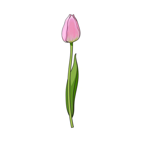 Elle çizilmiş yan görünüm Pembe Lale çiçek — Stok Vektör
