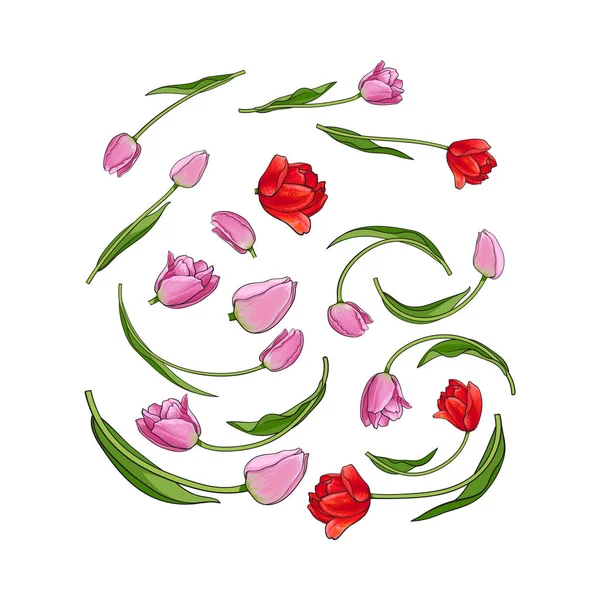 Conjunto dibujado a mano de elementos de flor de tulipán, brote, flores — Vector de stock