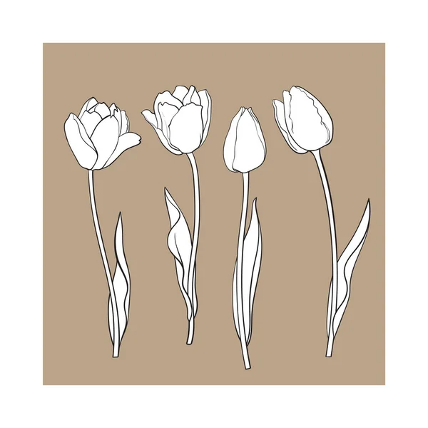 Conjunto dibujado a mano de vista lateral flor de tulipán blanco y negro — Archivo Imágenes Vectoriales