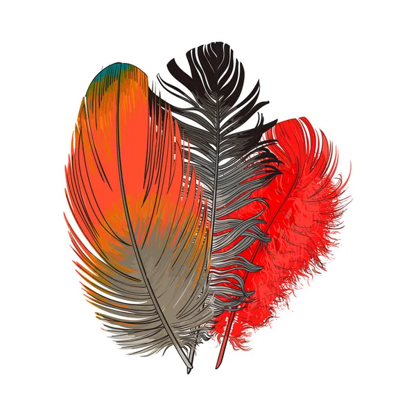 Hand drawn bunch of three colorful tropical, exotic bird feathers — Stock Vector