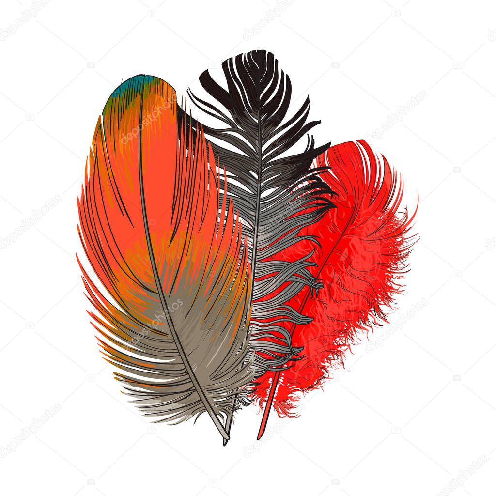 Hand drawn bunch of three colorful tropical, exotic bird feathers