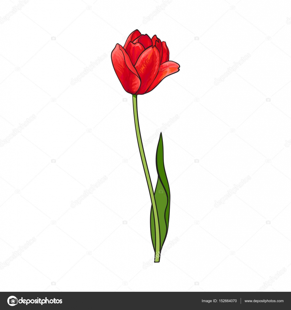 Disegnato a mano di fiore tulipano rosso aperto di lato vista illustrazione di vettore di stile di schizzo isolato su priorit  bassa bianca Disegno del
