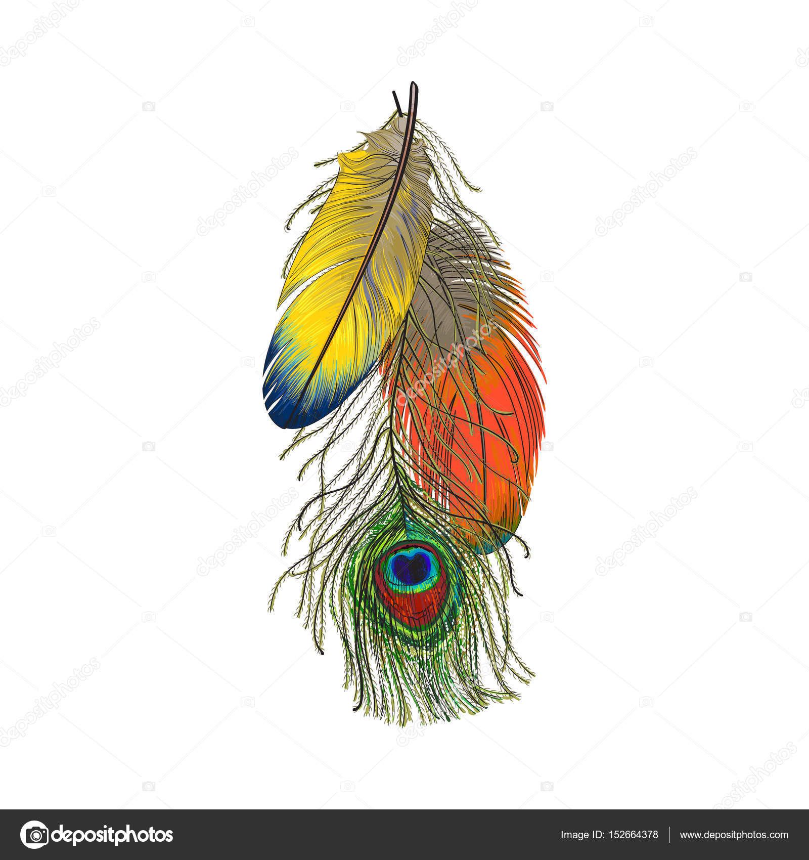 Hand drawn set of various colorful bird feathers Vector Image