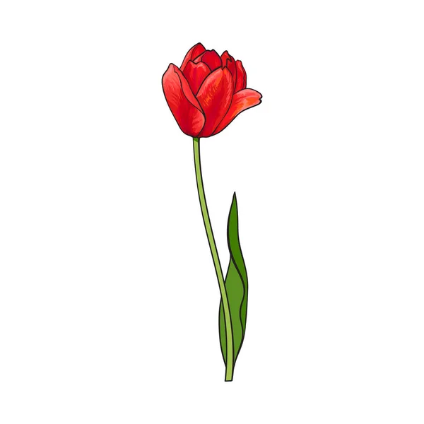 Mano dibujada de vista lateral tulipán rojo flor — Archivo Imágenes Vectoriales