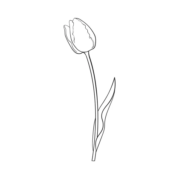 Mano dibujada de vista lateral flor de tulipán blanco y negro — Vector de stock