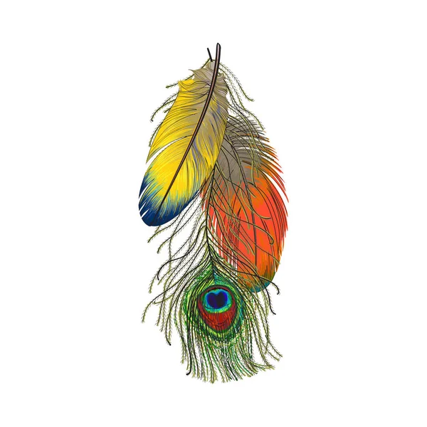 손으로 그린 다채로운 조류 깃털, 앵무새와 공작의 집합 — 스톡 벡터