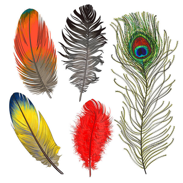 Hand drawn set of various colorful bird feathers, vector illustration