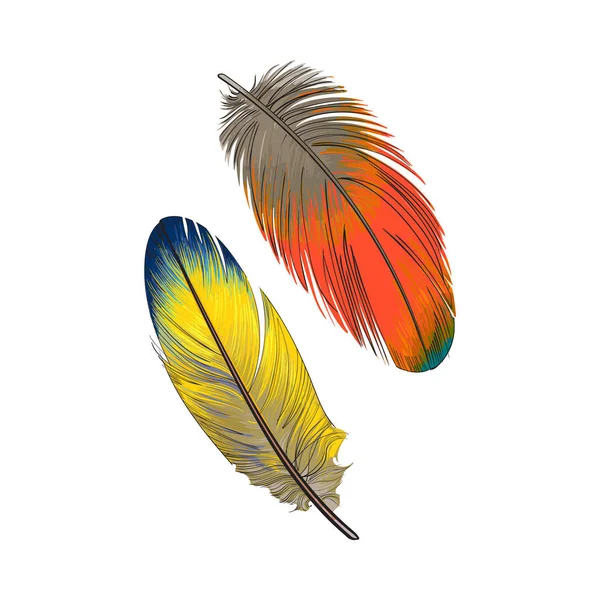 Dos plumas exóticas, tropicales, amarillas y anaranjadas suaves dibujadas a mano — Vector de stock