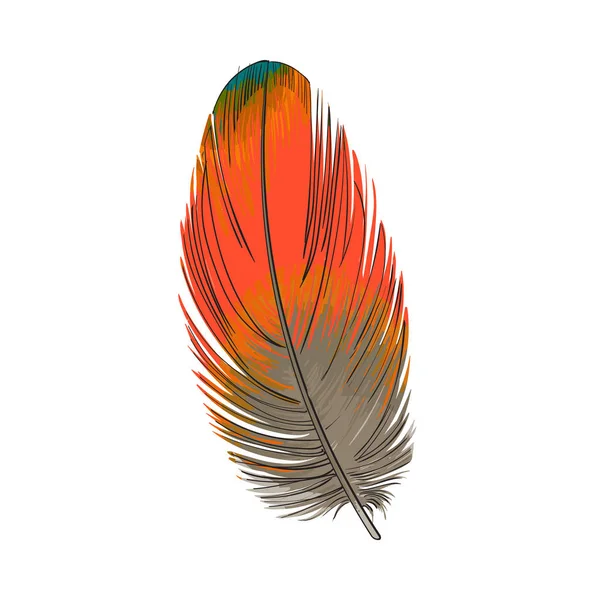 Hand getekende soepele oranje tropische, exotische vogel, papegaai veer — Stockvector