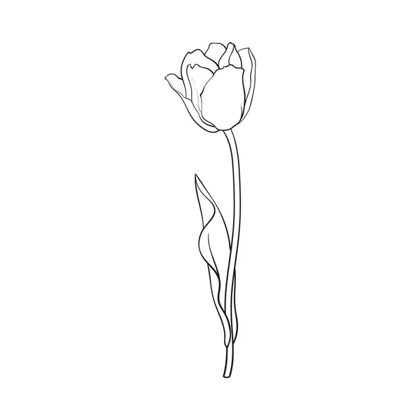 Hand getrokken van kant weergave zwart-wit tulip bloem — Stockvector