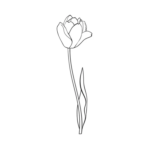 Χέρι πλευρά άποψη τουλίπα μαύρο και άσπρο λουλούδι — Διανυσματικό Αρχείο