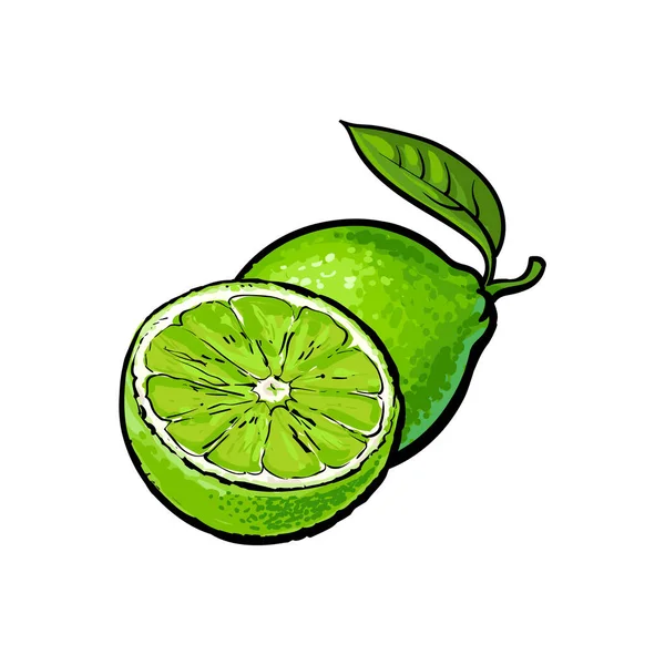 Limão maduro inteiro e meio não descascado, ilustração vetorial esboço — Vetor de Stock