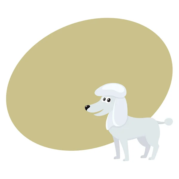 Lindo, bien cuidado, de raza pura perro caniche blanco carácter — Archivo Imágenes Vectoriales