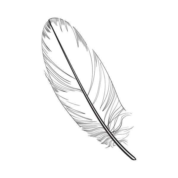 Pluma de ave exótica tropical, blanca y negra, suave dibujada a mano — Vector de stock