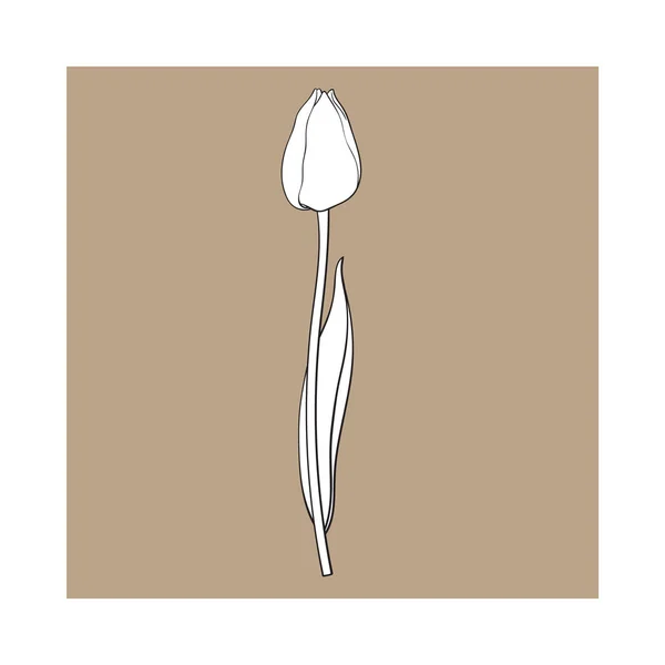 Disegnato a mano di vista laterale fiore di tulipano bianco e nero — Vettoriale Stock