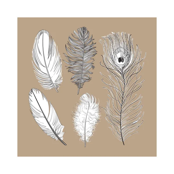 Conjunto dibujado a mano de varias plumas de aves blancas y negras, ilustración vectorial — Archivo Imágenes Vectoriales