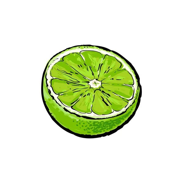 Połowa z dojrzałych zielonej limonki, szkic wektor ilustracja — Wektor stockowy