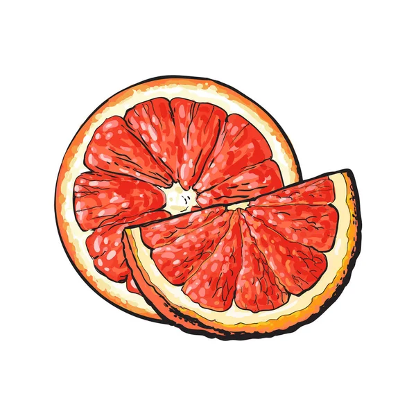 Hälfte und Viertel reife rosa Grapefruit, handgezeichnete Illustration — Stockvektor