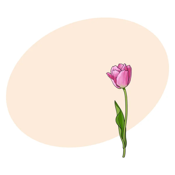Mano dibujada de vista lateral rosa tulipán flor — Vector de stock