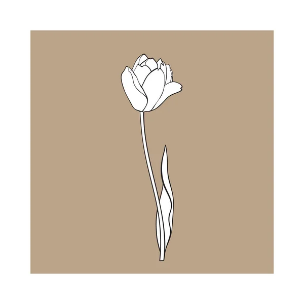 Mano dibujada de vista lateral flor de tulipán blanco y negro — Archivo Imágenes Vectoriales