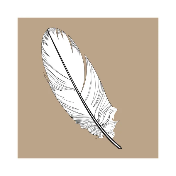 Pluma de ave exótica tropical, blanca y negra, suave dibujada a mano — Vector de stock
