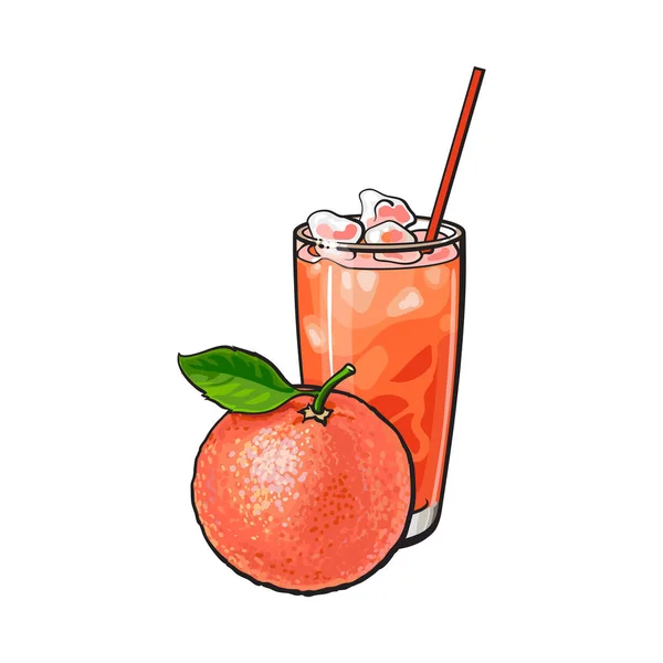 Egész grapefruit és frissen facsart gyümölcsleveket, jég pohár — Stock Vector