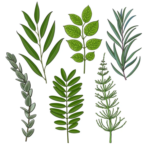 Набор ветвей, ветвей со свежими зелеными листьями — стоковый вектор
