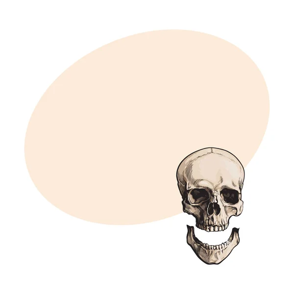 Crânio humano anatômico desenhado à mão com mandíbula inferior separada, maxilar — Vetor de Stock