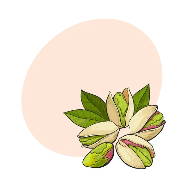Grupa orzechów pistacjowych, łuskane i niełuskane, szkic wektor ilustracji — Wektor stockowy