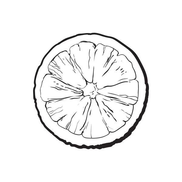 Ovanifrån runda skiva, hälften av mogen lime — Stock vektor