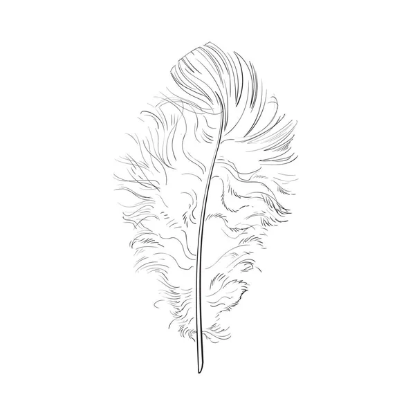 Dessinée à la main tendre, duveteuse plume d'oiseau noir et blanc, illustration vectorielle de croquis — Image vectorielle