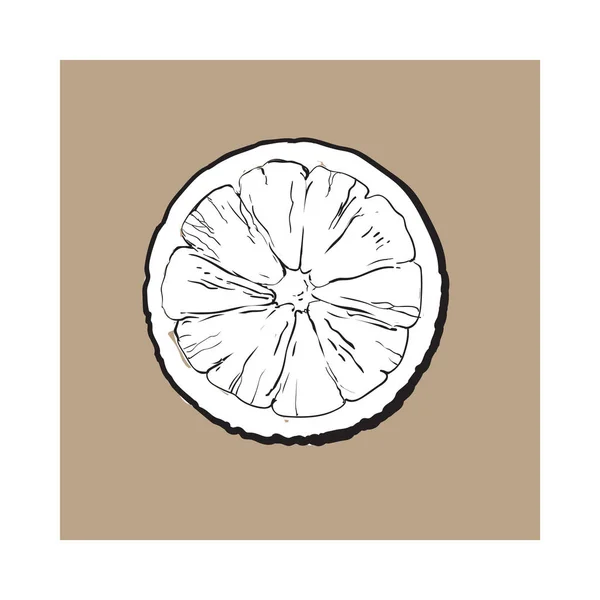 Bovenaanzicht ronde segment, de helft van rijpe kalk — Stockvector