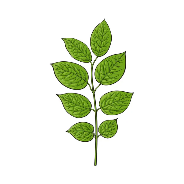 Wunderschöne handgezeichnete Geißblatt-Blätter, Zweig, Zweig, florales Dekorationselement — Stockvektor